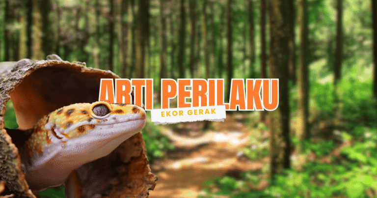 memahami perilaku unik gecko: ekor bergerak