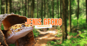 mengenal berbagai jenis leopard gecko terpopuler