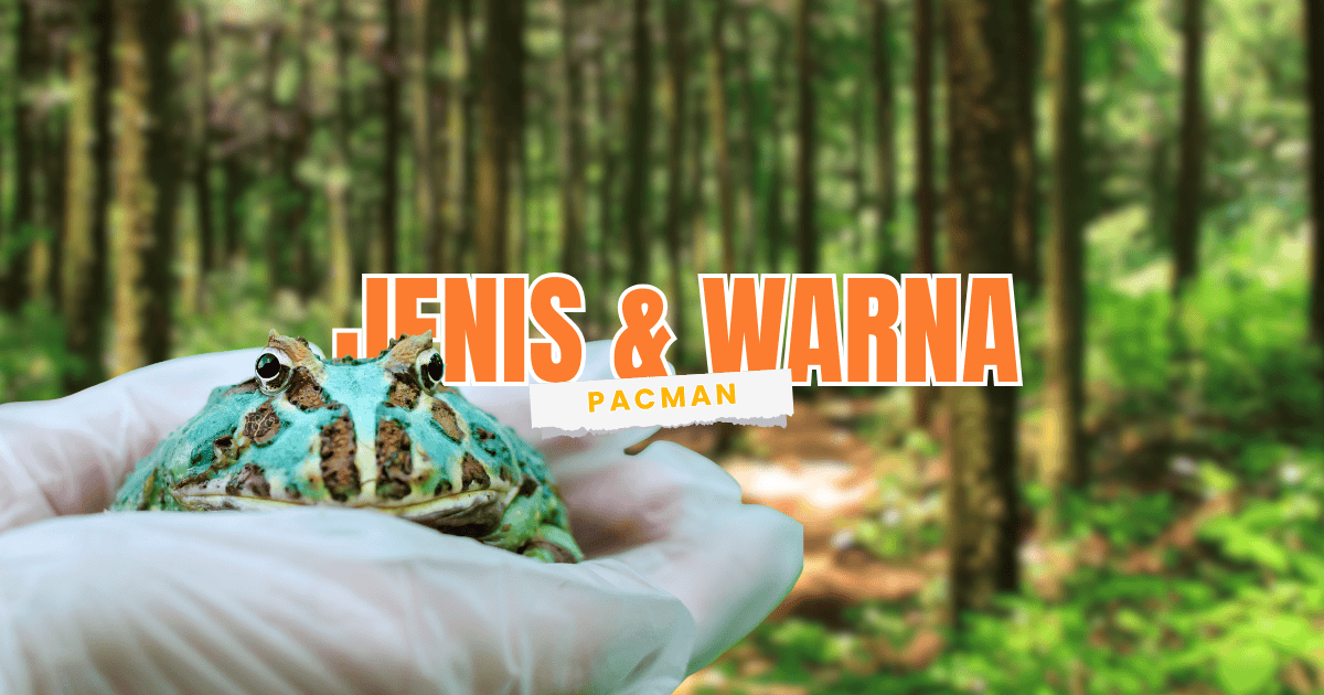 berbagai jenis dan warna warni kodok pacman