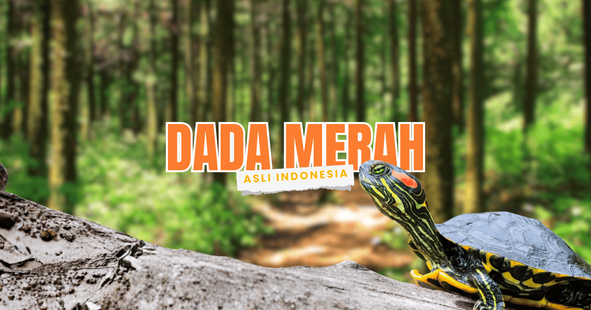 kura kura dada merah asal papua hewan peliharaan