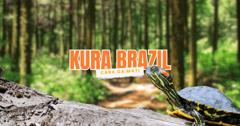 cara merawat kura brazil baby agar tidak gampang mati