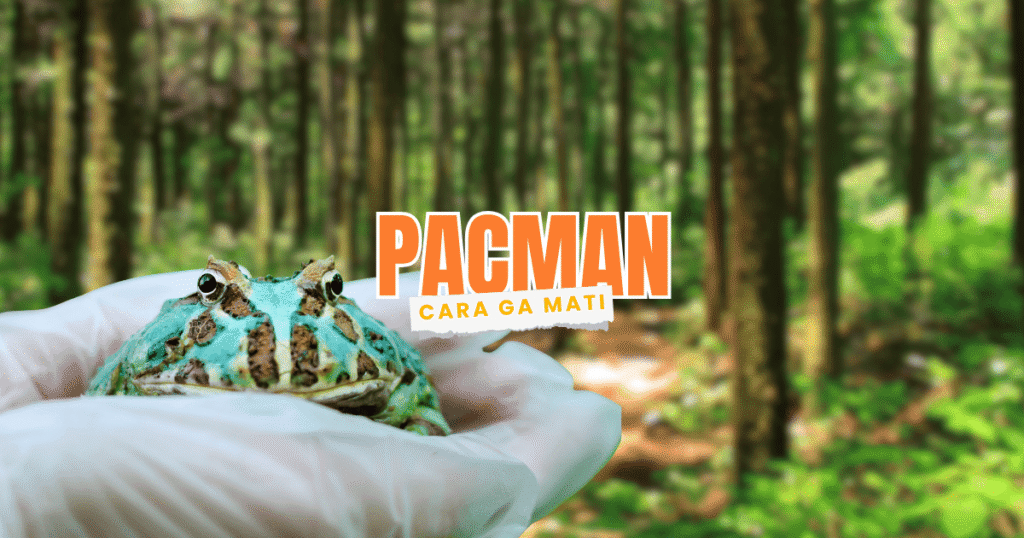 Mati Pacman Ini Dia 7 Cara Merawat Kodok Pacman Agar Tidak Cepat Mati - REPJAK ...