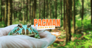 cara merawat kodok pacman agar tidak gampang mati