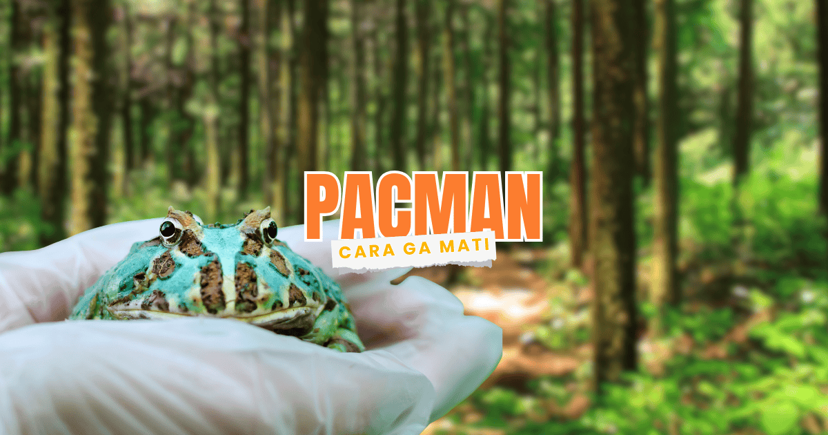 cara merawat kodok pacman agar tidak gampang mati