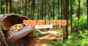 beda gecko sunglow dan shtctb perbedaan