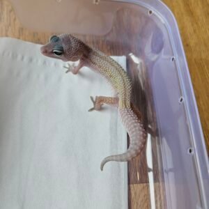 20251215_100856 (R250529) (Jantan) Black Night Cotton ph Tremper (Dob 26.8.25) Gecko Reptil Jakarta l Repjak