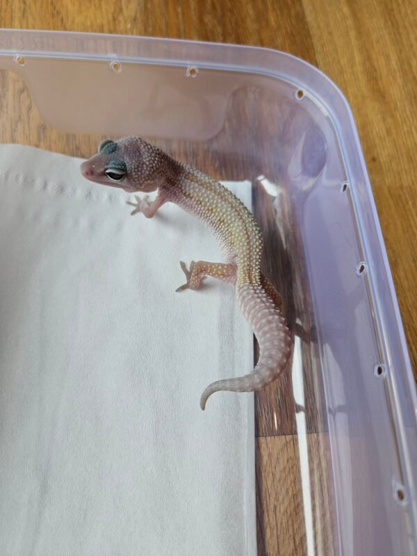 Black Night Cotton ph Tremper - Inc Jantan - R250529