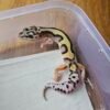 (B251583) (Jantan) Bold Jungle ph Tremper (Dob 1.10.25) Gecko Reptil Jakarta l Repjak