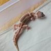 (B251353) (Betina) Ulet Bambu Albino (Dob 26.9.25) (RARE) Gecko Reptil Jakarta l Repjak