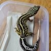 20251215_101007 Mack Snow Bold Stripe ph Tremper - Betina - L308 - Big Body