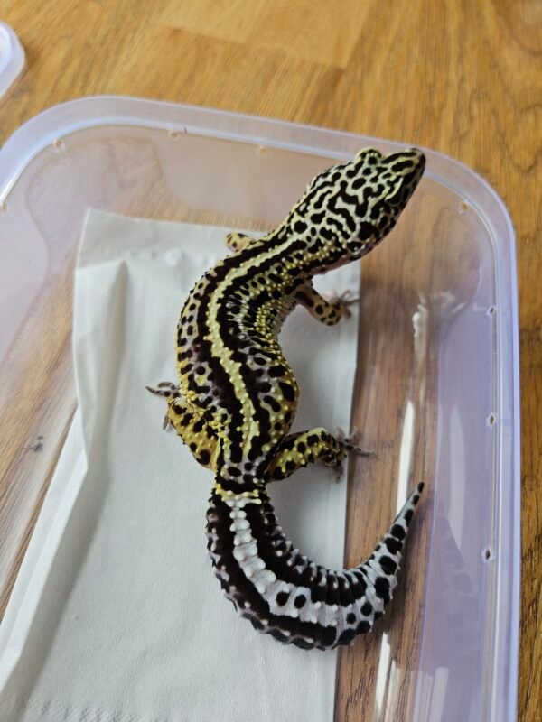 20251215_101007 Mack Snow Bold Stripe ph Tremper - Betina - L308 - Big Body