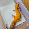 (L372) (Betina) Tomato ph Tremper (Dob 1.12.24) Gecko Reptil Jakarta l Repjak