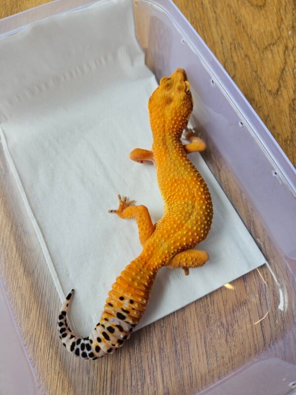 (L372) (Betina) Tomato ph Tremper (Dob 1.12.24) Gecko Reptil Jakarta l Repjak