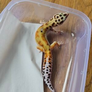 (B251529) (Jantan) Emerine Stripe ph Tremper (Dob 11.8.25) Gecko Reptil Jakarta l Repjak