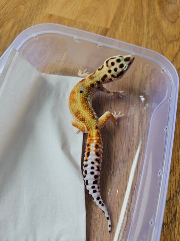 (B251529) (Jantan) Emerine Stripe ph Tremper (Dob 11.8.25) Gecko Reptil Jakarta l Repjak