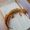 (B251471) (Jantan) Tremper Lavender (Dob 14.9.25) Nice Color Gecko Reptil Jakarta l Repjak