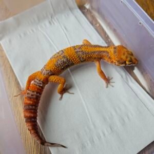 (B251471) (Jantan) Tremper Lavender (Dob 14.9.25) Nice Color Gecko Reptil Jakarta l Repjak