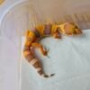 (B251381) (Betina) Tremper Lavender (Dob 2.10.25) Gecko Reptil Jakarta l Repjak