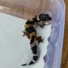 (B251348) (Betina) Black Night Cross ph RAPTOR (Dob 26.9..25) Gecko Reptil Jakarta l Repjak