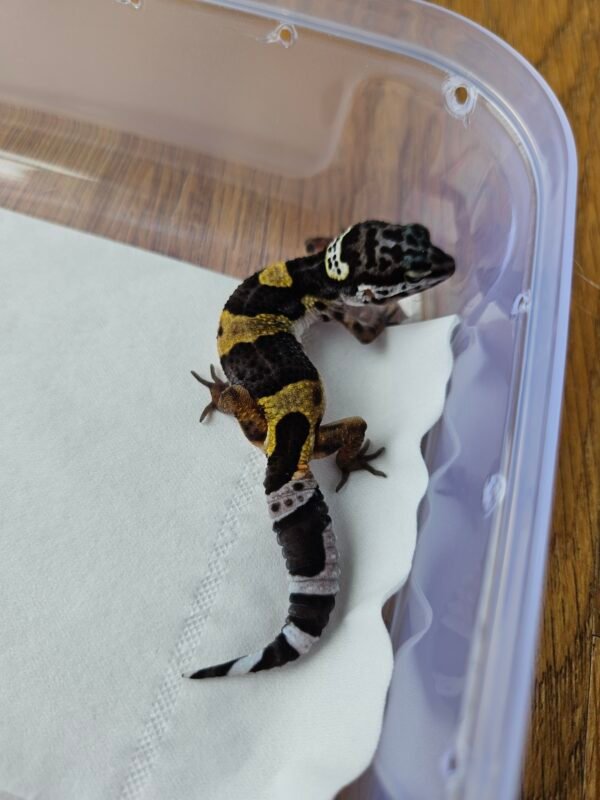(B251348) (Betina) Black Night Cross ph RAPTOR (Dob 26.9..25) Gecko Reptil Jakarta l Repjak