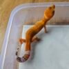 (B251541) (Jantan) SHTCTB ph Tremper (Dob 4.8.25) Gecko Reptil Jakarta l Repjak