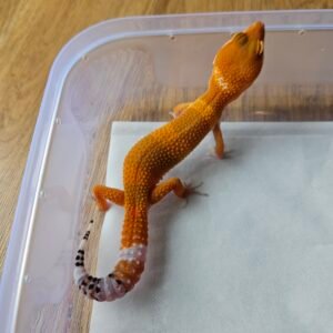 (B251541) (Jantan) SHTCTB ph Tremper (Dob 4.8.25) Gecko Reptil Jakarta l Repjak