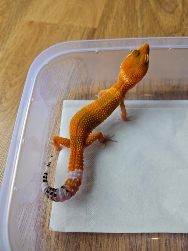 (B251541) (Jantan) SHTCTB ph Tremper (Dob 4.8.25) Gecko Reptil Jakarta l Repjak