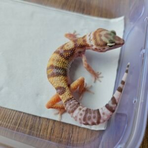 (B251463) (Betina) Mack Snow Tremper Albino poss WY ph RAPTOR (Dob 10.9.25) Gecko Reptil Jakarta l Repjak