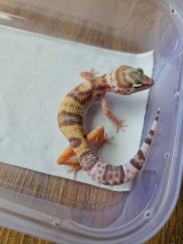 (B251463) (Betina) Mack Snow Tremper Albino poss WY ph RAPTOR (Dob 10.9.25) Gecko Reptil Jakarta l Repjak