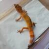 (B251643) (Betina) SHTCTB ph Tremper (Dob 3.9.25) Gecko Reptil Jakarta l Repjak