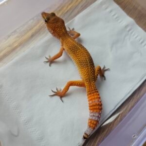 (B251643) (Betina) SHTCTB ph Tremper (Dob 3.9.25) Gecko Reptil Jakarta l Repjak