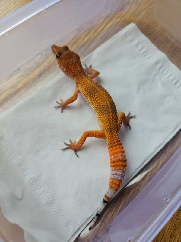 (B251643) (Betina) SHTCTB ph Tremper (Dob 3.9.25) Gecko Reptil Jakarta l Repjak