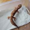 (B251453) (Jantan) Snow Chocolate (Dob 13.9.25) Gecko Reptil Jakarta l Repjak