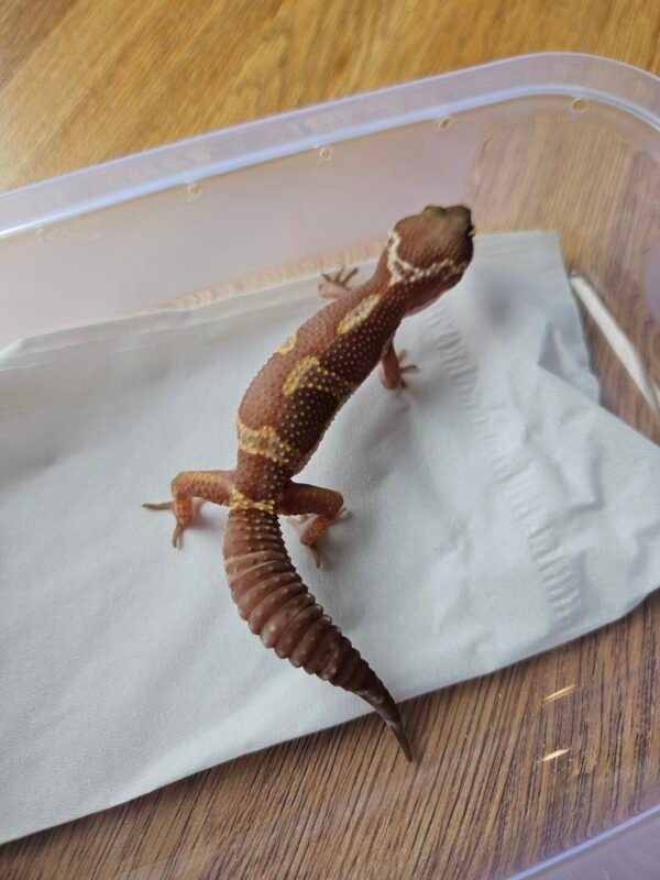(B251453) (Jantan) Snow Chocolate (Dob 13.9.25) Gecko Reptil Jakarta l Repjak
