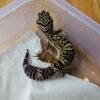 (B251025) (Jantan) Black Night ph Tremper (Dob 16.7.25) Gecko Reptil Jakarta l Repjak