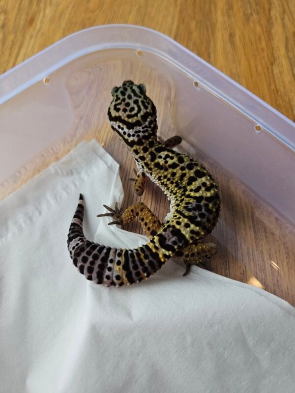 (B251025) (Jantan) Black Night ph Tremper (Dob 16.7.25) Gecko Reptil Jakarta l Repjak