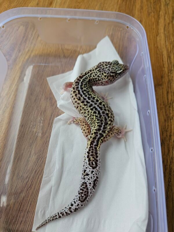 (B250535) (Betina) Black Night Mack Snow Eclipse het RAPTOR (Dob 31.10.24) (Bahan panda)Gecko Reptil Jakarta l Repjak