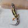 (R250765) (Betina) Bold Stripe ph Tremper (Dob 13.10.25) (Bahan Kontes) Gecko Reptil Jakarta l Repjak
