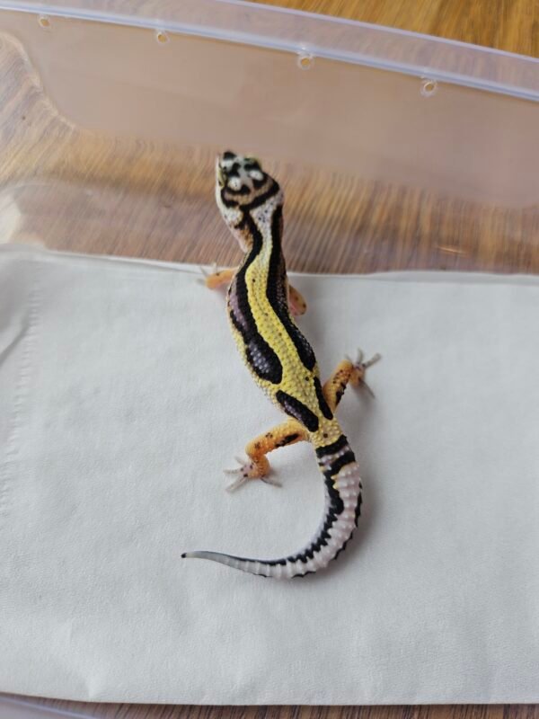 (R250765) (Betina) Bold Stripe ph Tremper (Dob 13.10.25) (Bahan Kontes) Gecko Reptil Jakarta l Repjak
