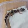 (B251357) (Betina) Mack Snow BN Cross het Blizzard Eclipse ph Tremper (Dob 17.9.25) Gecko Reptil Jakarta l Repjak