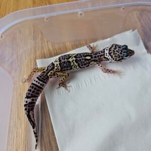 (B251357) (Betina) Mack Snow BN Cross het Blizzard Eclipse ph Tremper (Dob 17.9.25) Gecko Reptil Jakarta l Repjak