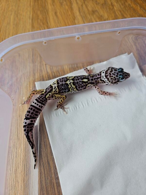 (B251357) (Betina) Mack Snow BN Cross het Blizzard Eclipse ph Tremper (Dob 17.9.25) Gecko Reptil Jakarta l Repjak