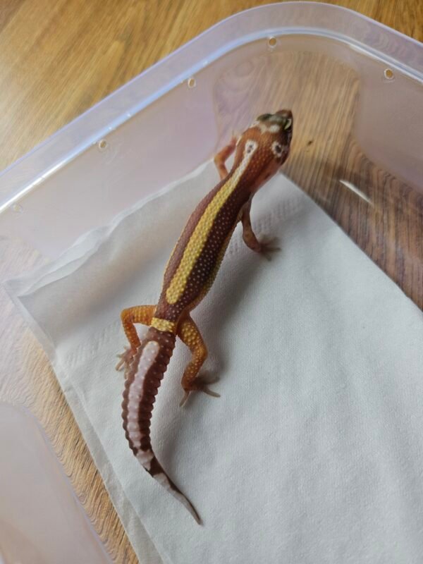 (R250936) (Betina) Tremper Bold Stripe (Dob 20.11.25) Gecko Reptil Jakarta l Repjak