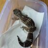 (B251145) (Betina) Black Night het Bell (Dob 18.8.23) Gecko Reptil Jakarta l Repjak