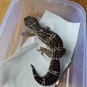(B251145) (Betina) Black Night het Bell (Dob 18.8.23) Gecko Reptil Jakarta l Repjak