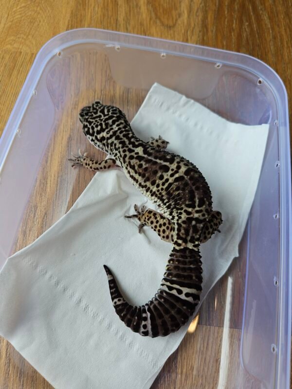 (B251145) (Betina) Black Night het Bell (Dob 18.8.23) Gecko Reptil Jakarta l Repjak