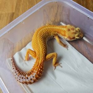 (L341) (Betina) APTOR (Dob 23.8.24) Gecko Reptil Jakarta l Repjak