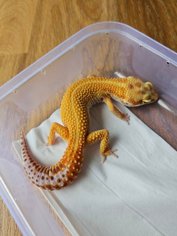 (L341) (Betina) APTOR (Dob 23.8.24) Gecko Reptil Jakarta l Repjak