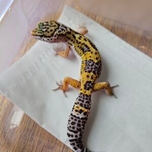 (B251693) (Betina) Tangerine het Ember (Dob 29.9.25) Rare Gene Gecko Reptil Jakarta l Repjak