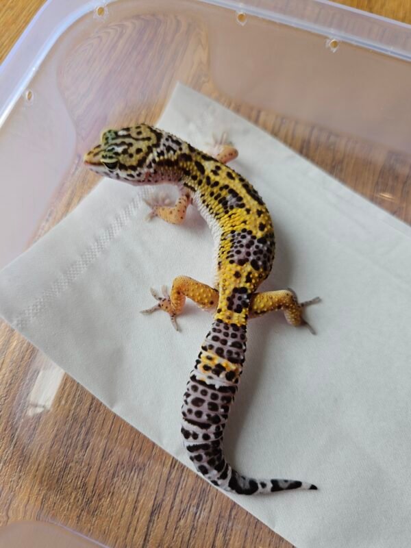 (B251693) (Betina) Tangerine het Ember (Dob 29.9.25) Rare Gene Gecko Reptil Jakarta l Repjak